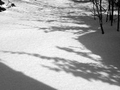 Snow shadow trees